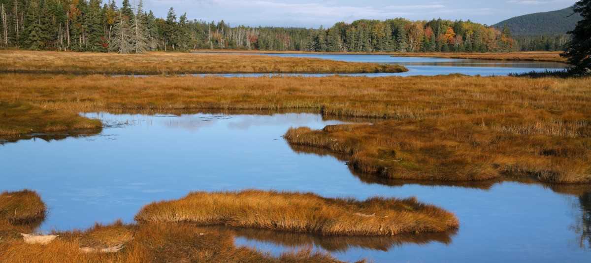 Photo of Atlantic Flyway Habitat